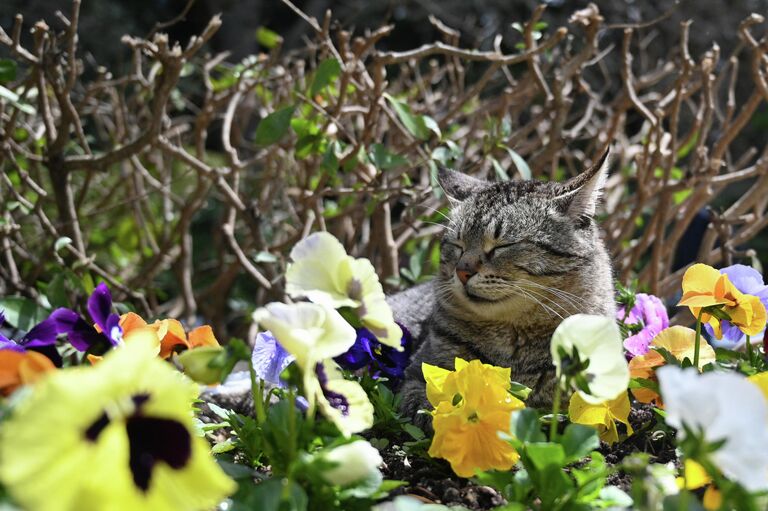 Крымская весна: самые красивые цветущие места полуострова