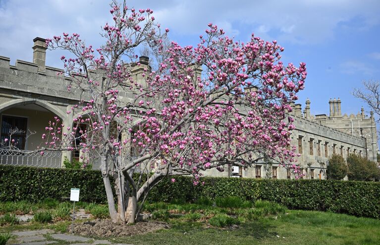 Крымская весна: самые красивые цветущие места полуострова