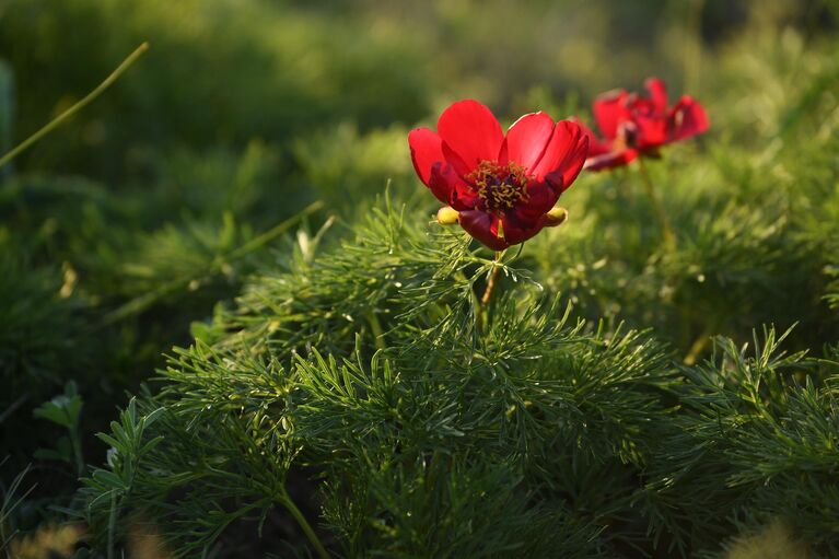 Крымская весна: самые красивые цветущие места полуострова
