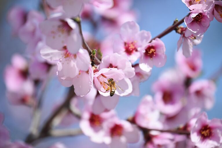 Крымская весна: самые красивые цветущие места полуострова