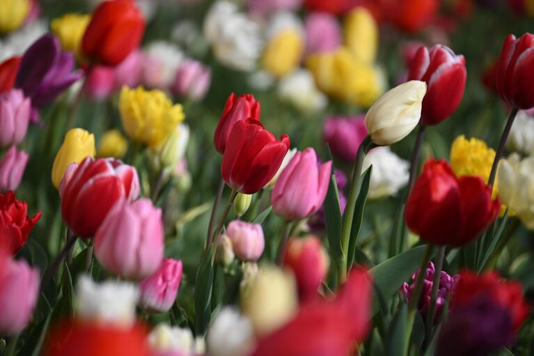 Крымская весна: самые красивые цветущие места полуострова