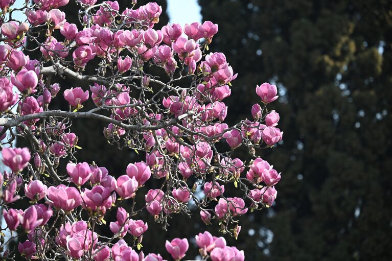 Крымская весна: самые красивые цветущие места полуострова
