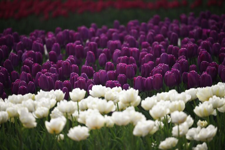 Крымская весна: самые красивые цветущие места полуострова