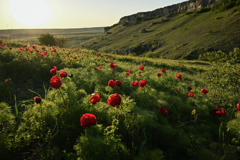 Плохая погода не помеха: где в России любоваться буйством цветов