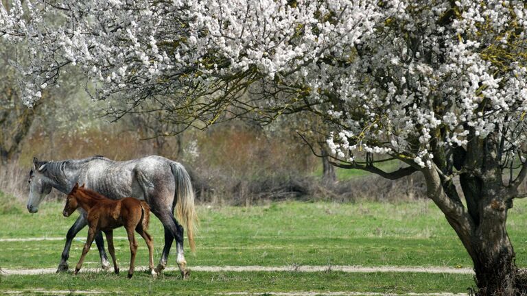 Плохая погода не помеха: где в России любоваться буйством цветов