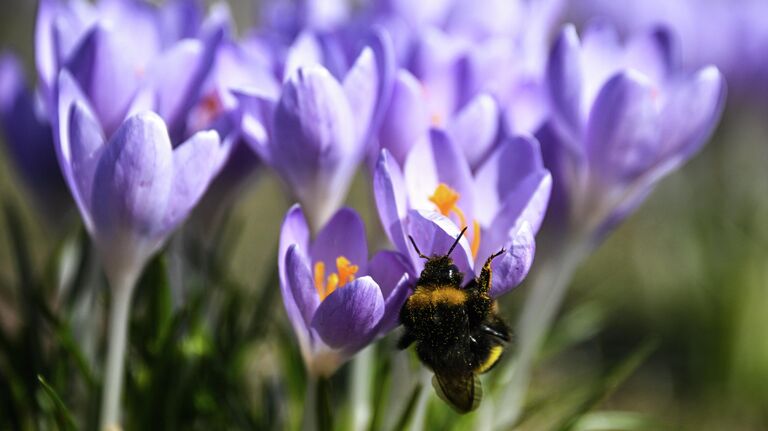 Плохая погода не помеха: где в России любоваться буйством цветов