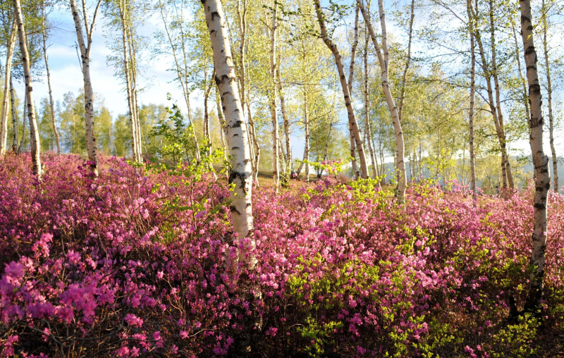 Плохая погода не помеха: где в России любоваться буйством цветов
