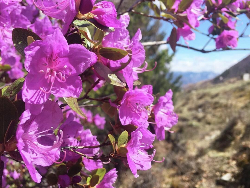 Плохая погода не помеха: где в России любоваться буйством цветов