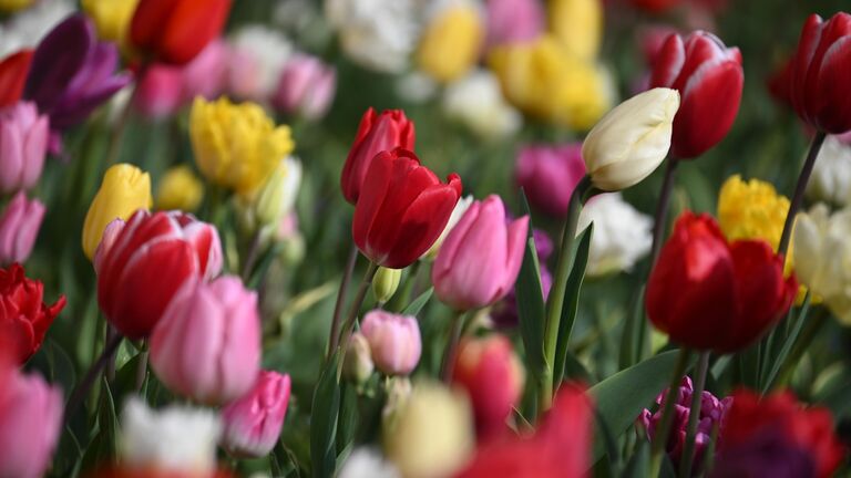 Плохая погода не помеха: где в России любоваться буйством цветов