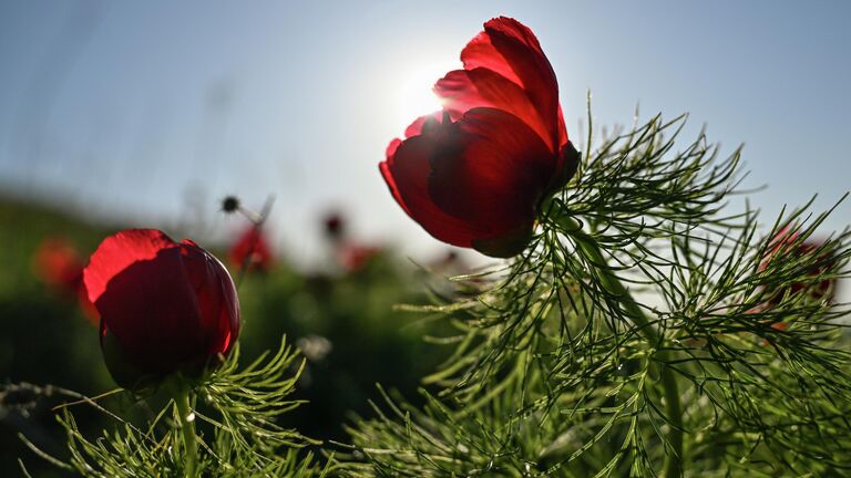 Плохая погода не помеха: где в России любоваться буйством цветов